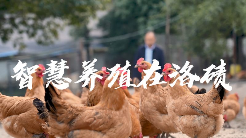 细胞工厂层数与培养面积：揭秘影响生物制药效率的关键因素