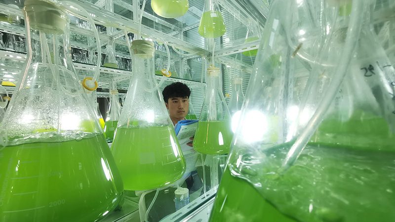 揭秘中国CDMO公司价格差异背后的秘密